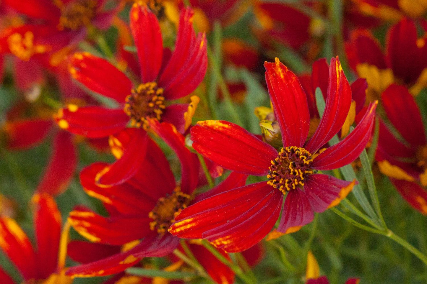 Coreopsis 'Ladybird' Garten-Mädchenauge