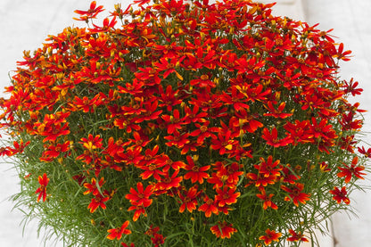 Coreopsis 'Ladybird' (Garten-Mädchenauge)