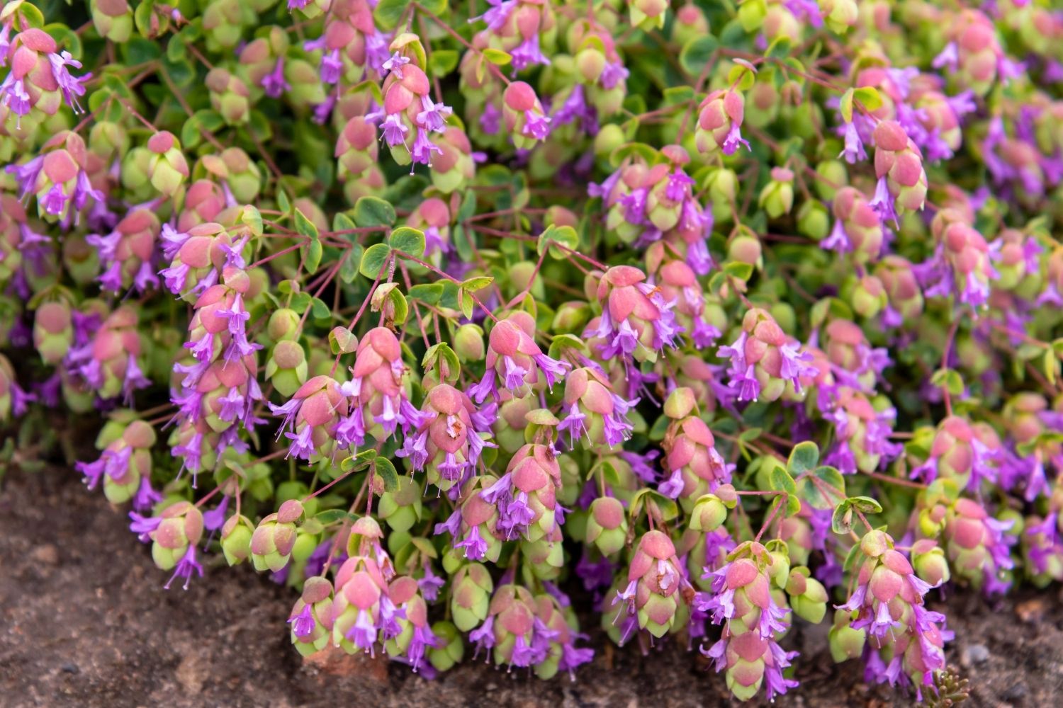 Origanum 'Amethyst Falls' Hopfen-Oregano