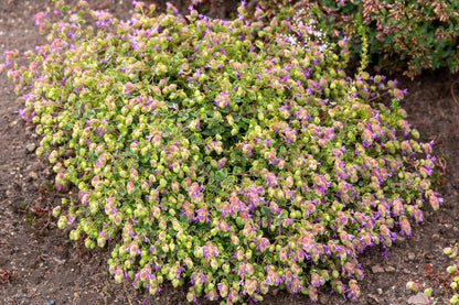 Origanum 'Amethyst Falls' (Hopfen-Oregano)