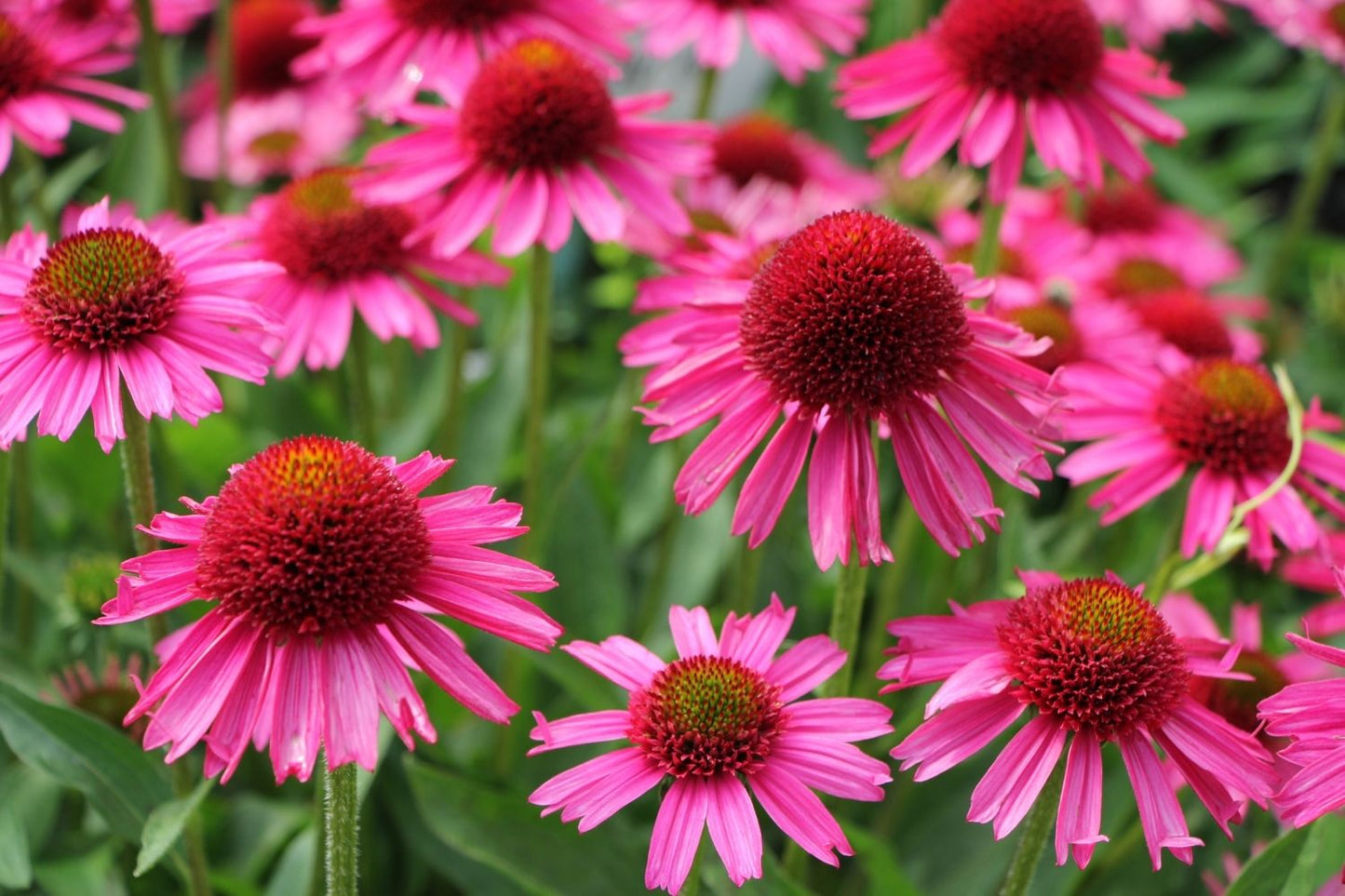 Echinacea 'Delicious Candy' ® (Scheinsonnenhut)