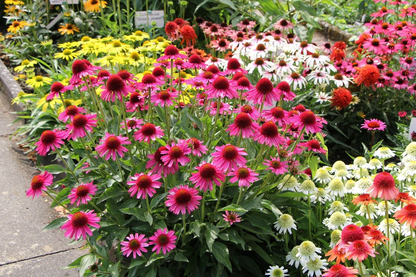 Echinacea 'Delicious Candy' ® (Scheinsonnenhut)