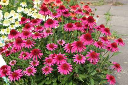 Echinacea 'Delicious Candy' ® (Scheinsonnenhut)