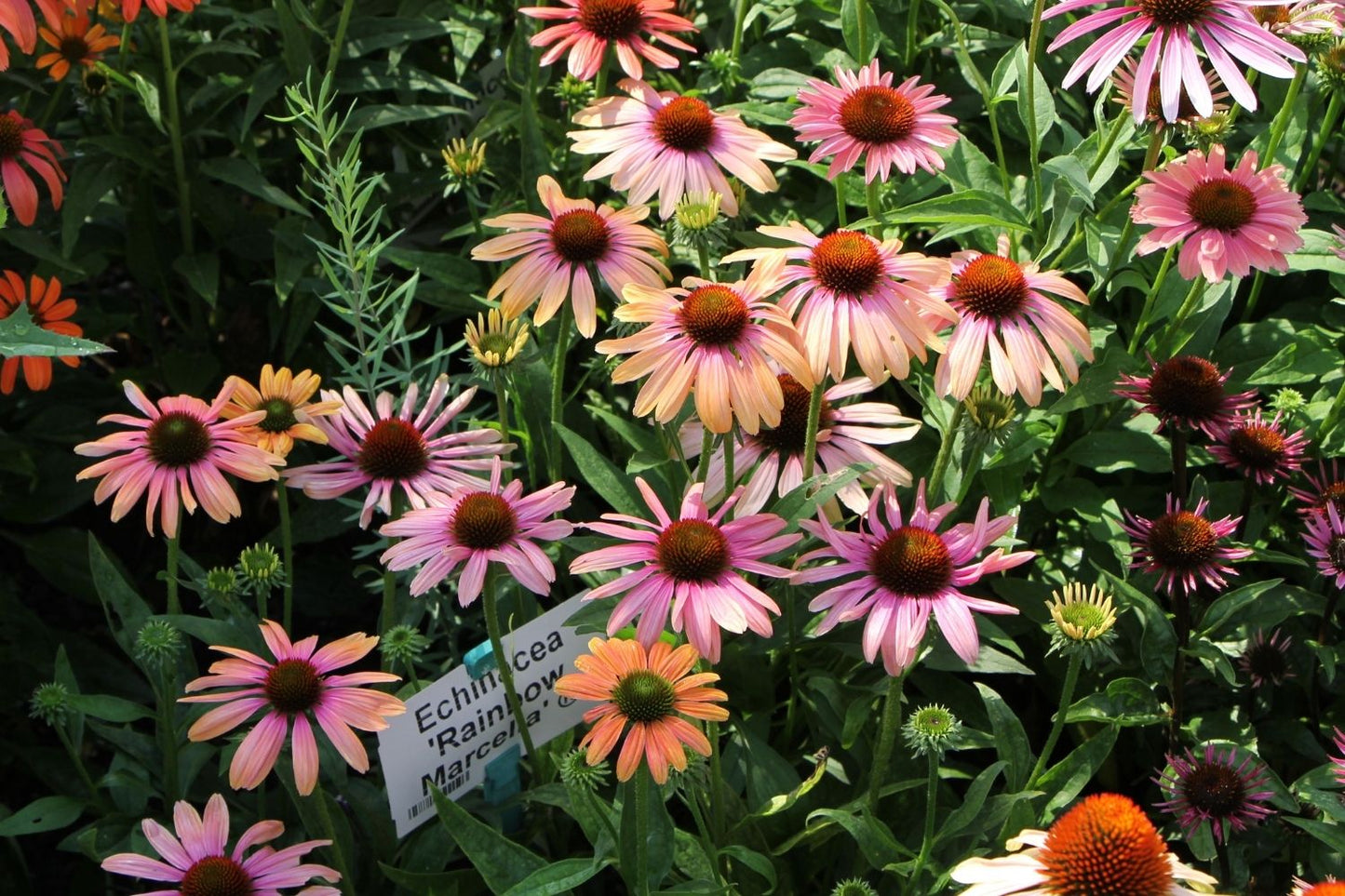 Echinacea 'Rainbow Marcella' ® (Scheinsonnenhut)