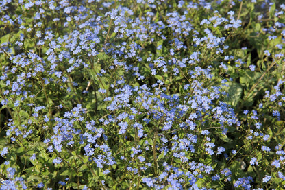 Brunnera 'Alexander's Great' (Kaukasusvergissmeinnicht)