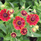 Helenium 'Bandera' Sonnenbraut