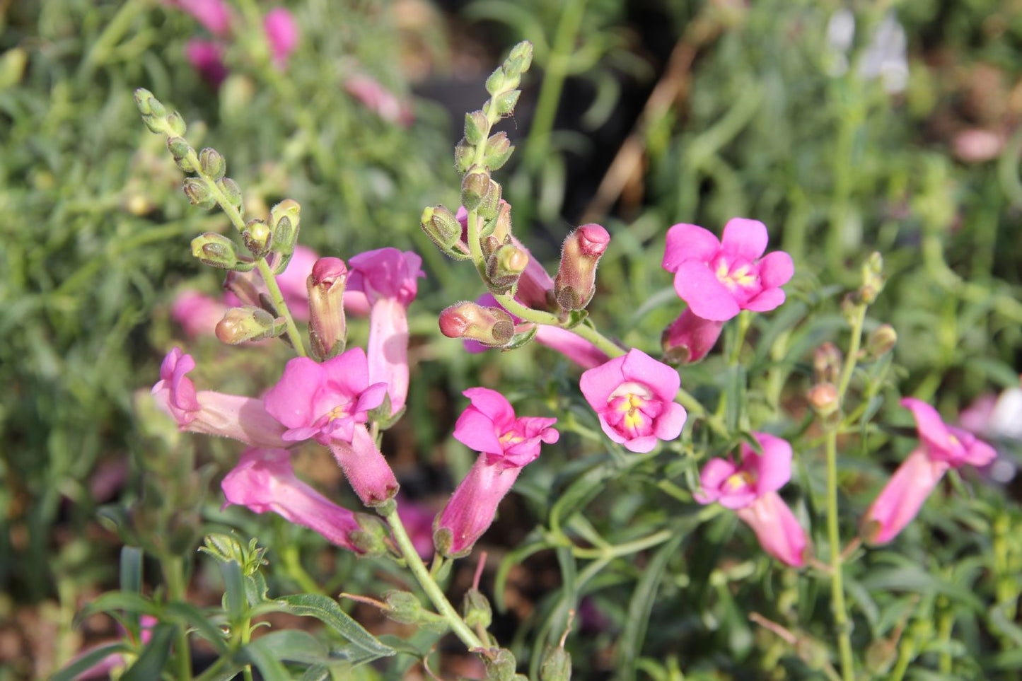Antirrhinum majus 'Pretty in Pink' ® Löwenmäulchen