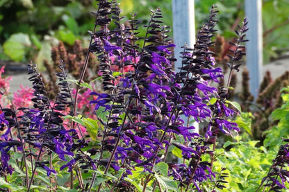 Salvia 'Amistad' Sommer-Salbei