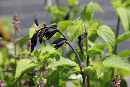 Salvia 'Amistad' (Sommer-Salbei)