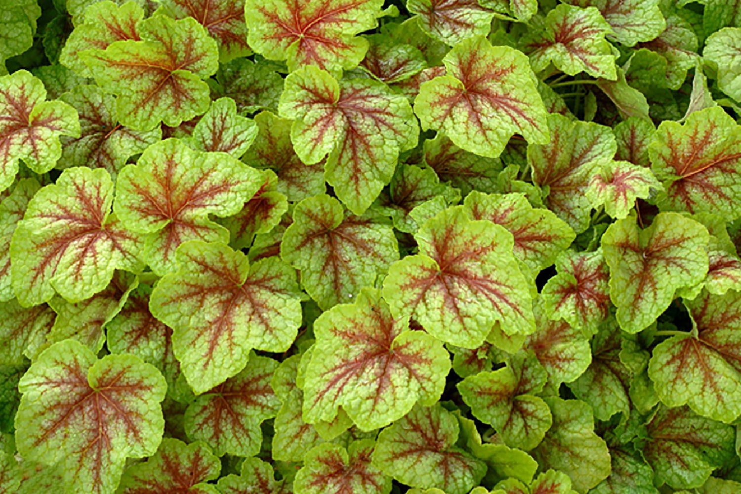 Heucherella 'Leapfrog' ® Purpurglöckchen