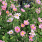Anemone 'Pretty Lady Emily' (Herbstanemone)