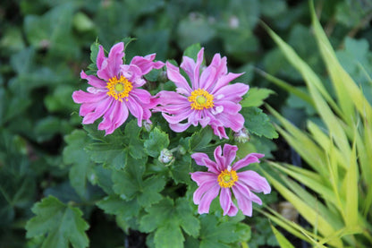 Anemone 'Pretty Lady Emily' ® Herbstanemone