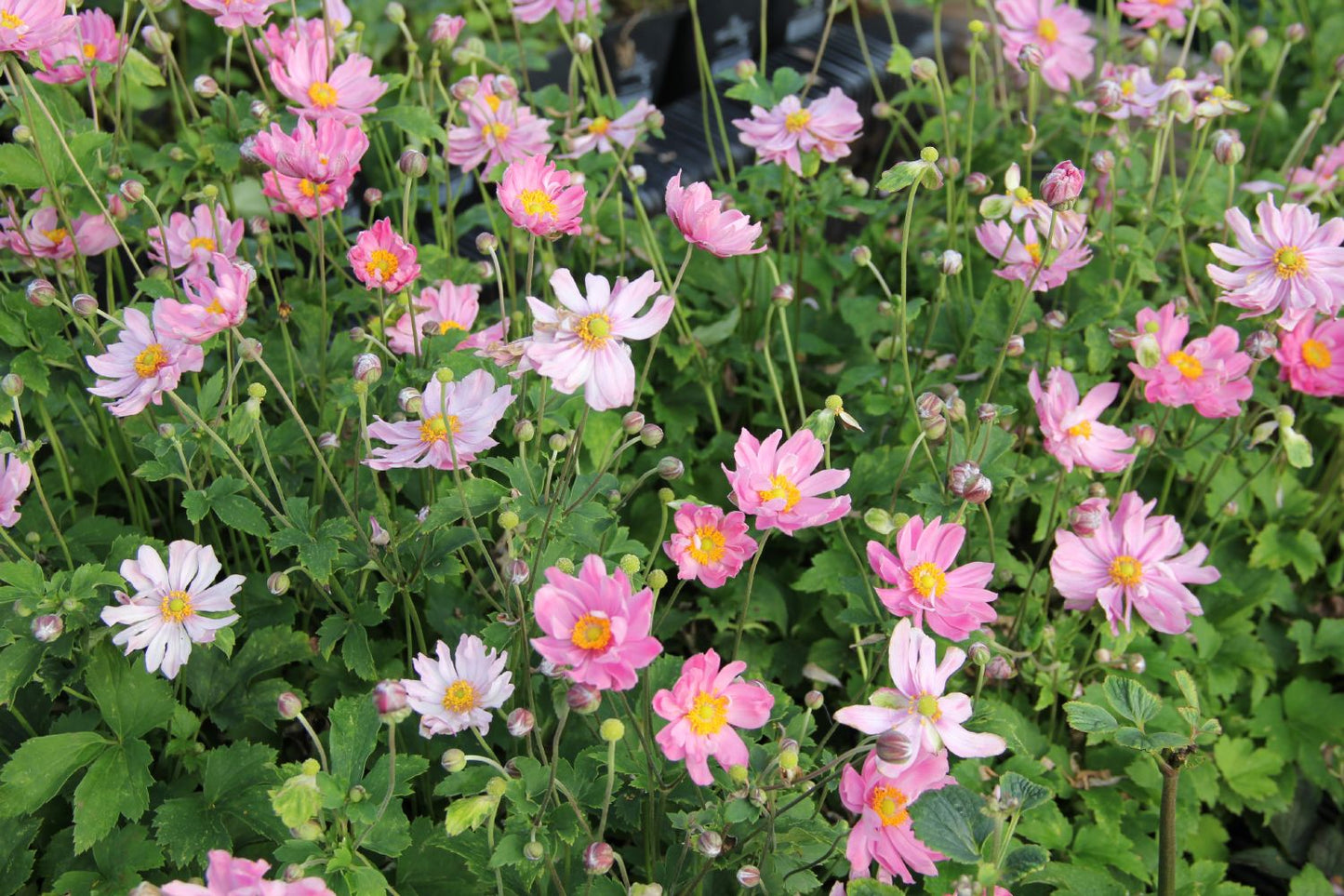 Anemone 'Pretty Lady Emily' ® (Herbstanemone)