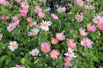 Anemone 'Pretty Lady Emily' ® (Herbstanemone)