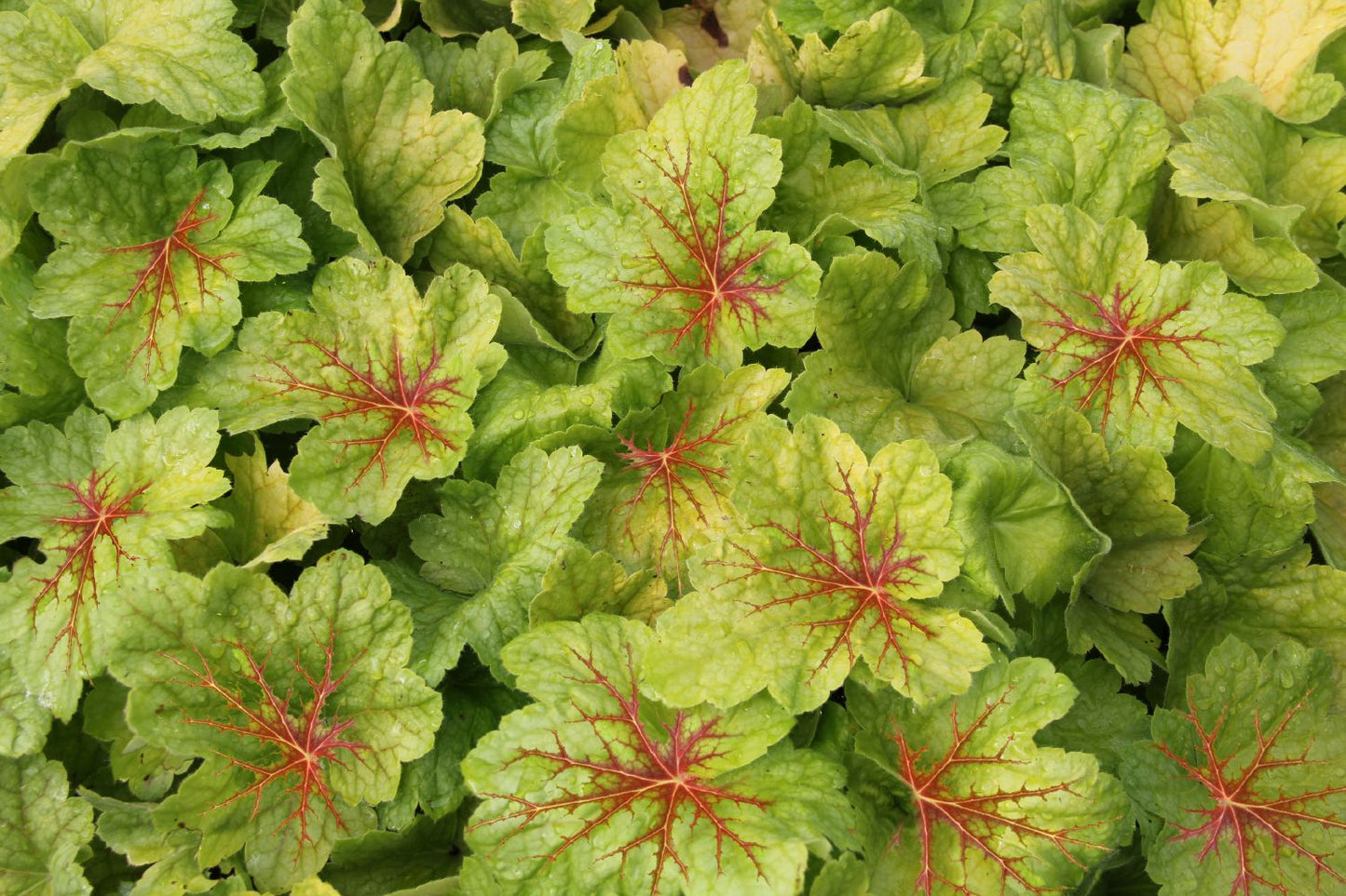 Heuchera 'Electric Lime' Purpurglöckchen