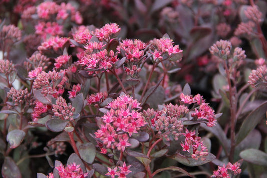Sedum Sunsparkler ® 'Plum Dazzled' Polster-Fetthenne