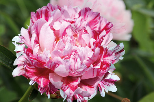 Paeonia lactiflora 'Candy Stripe' Edelpfingstrose