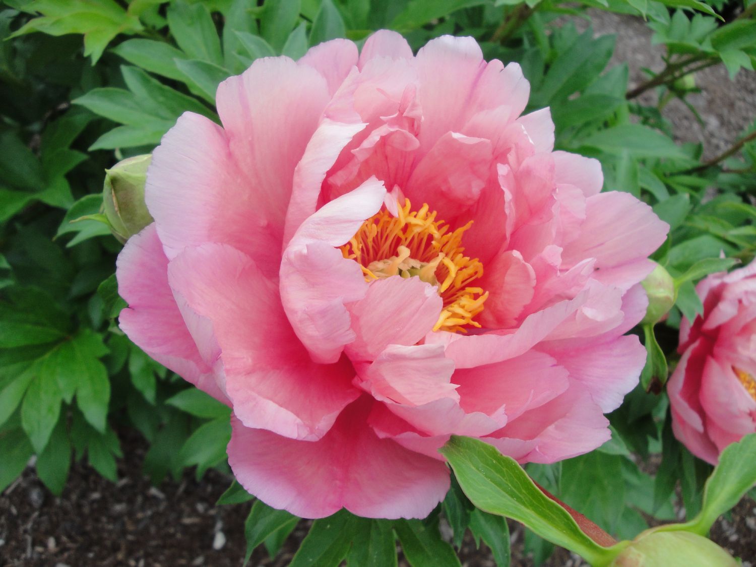 Paeonia Itoh-Hybride 'Pink Double Dandy' Intersektionelle Pfingstrose