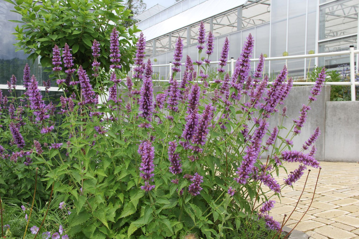 Agastache 'Blue Boa' (Duftnessel) - P 1