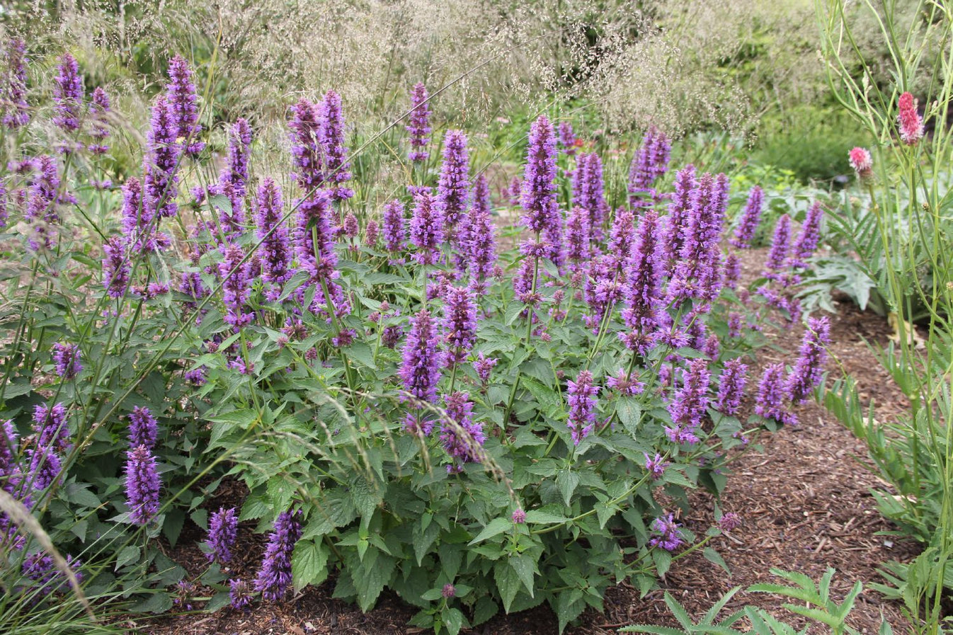 Agastache 'Blue Boa' (Duftnessel) – Gräfin von Zeppelin
