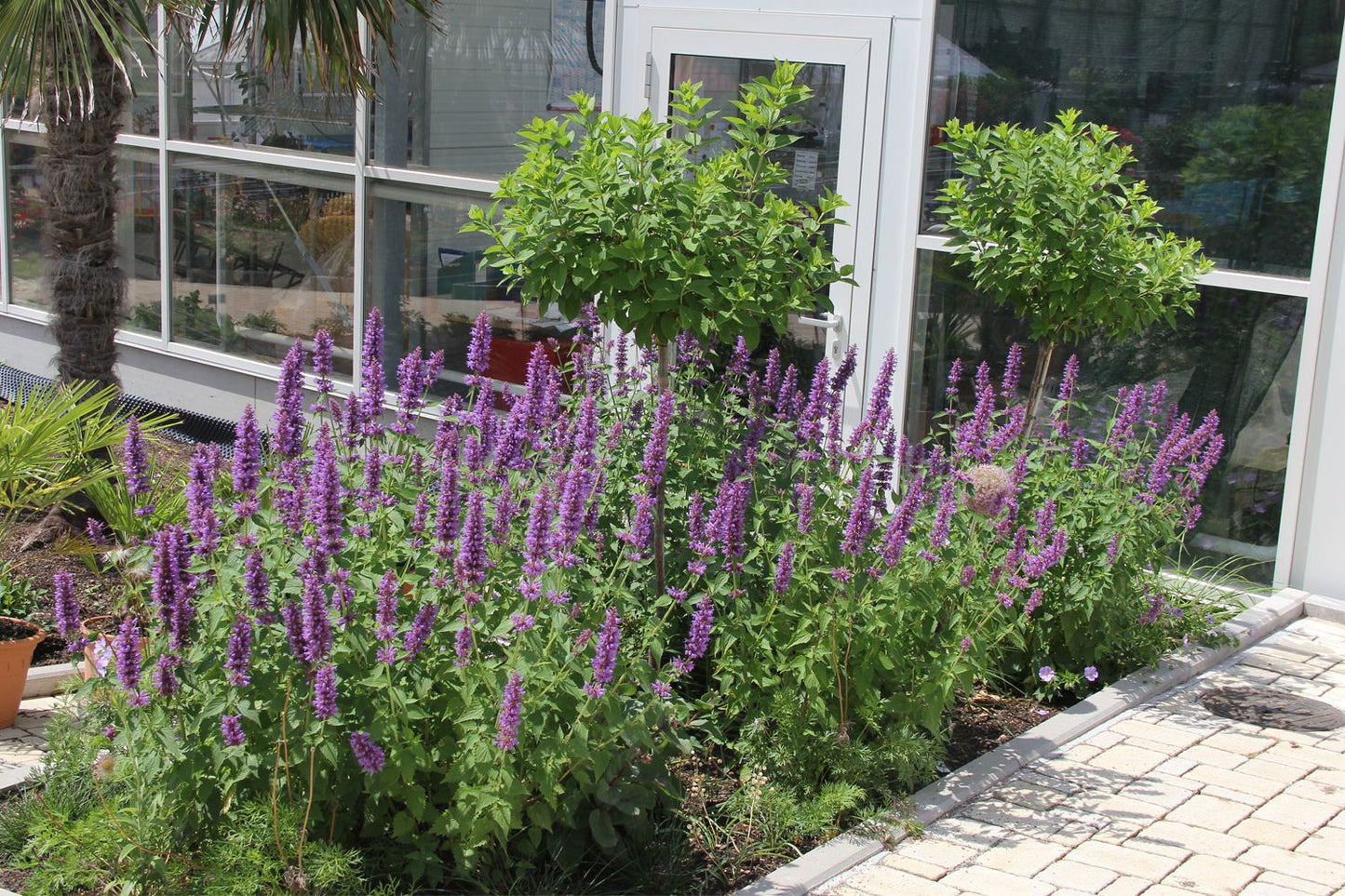 Agastache 'Blue Boa' (Duftnessel)