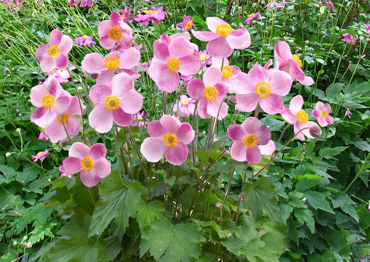 Anemone hupehensis 'Little Princess' ® Herbst-Anemone