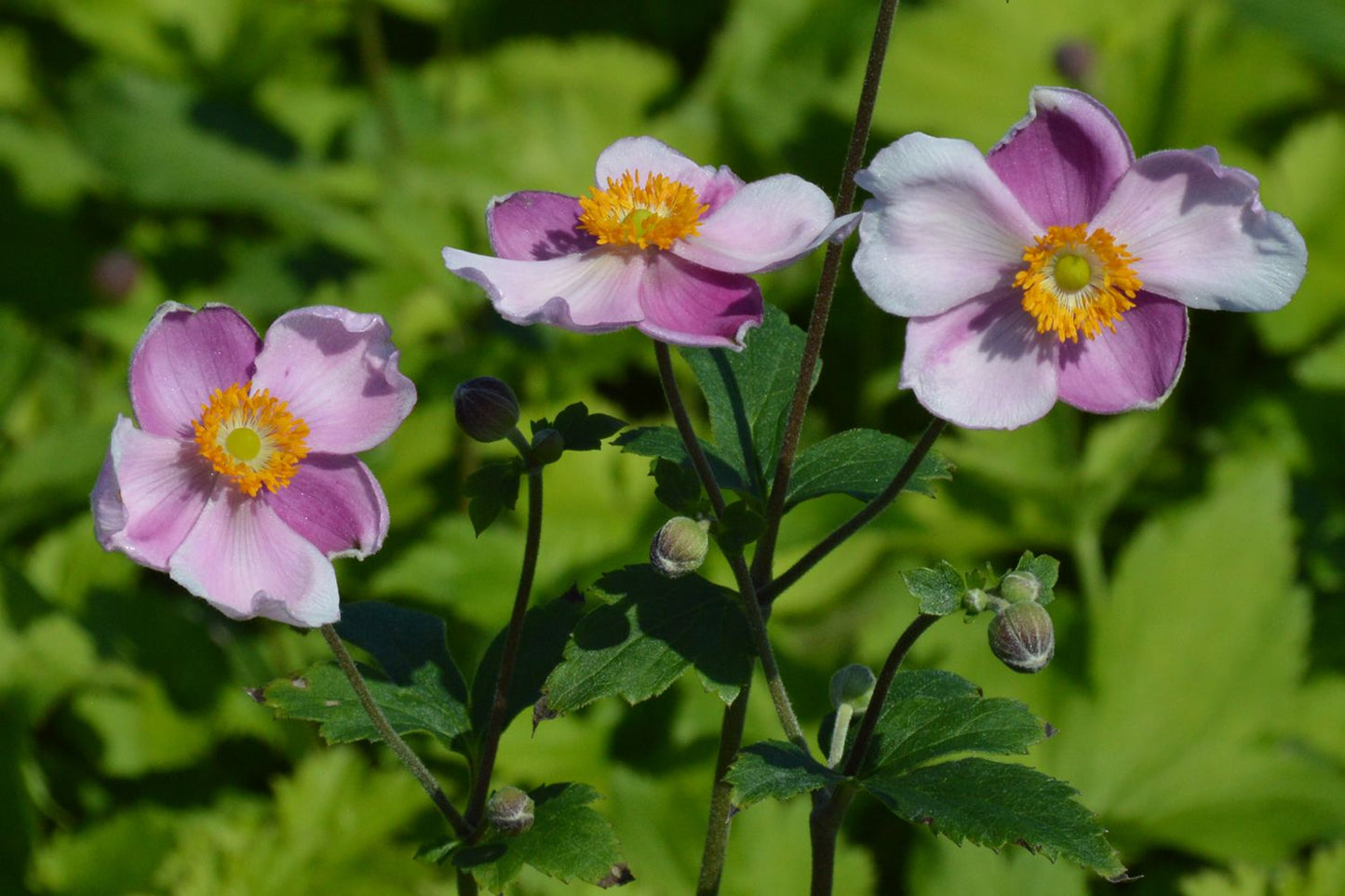 Anemone hupehensis 'Little Princess' ® (Herbst-Anemone)