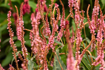 Bistorta amplexicaulis 'Pink Elephant' Kerzenknöterich