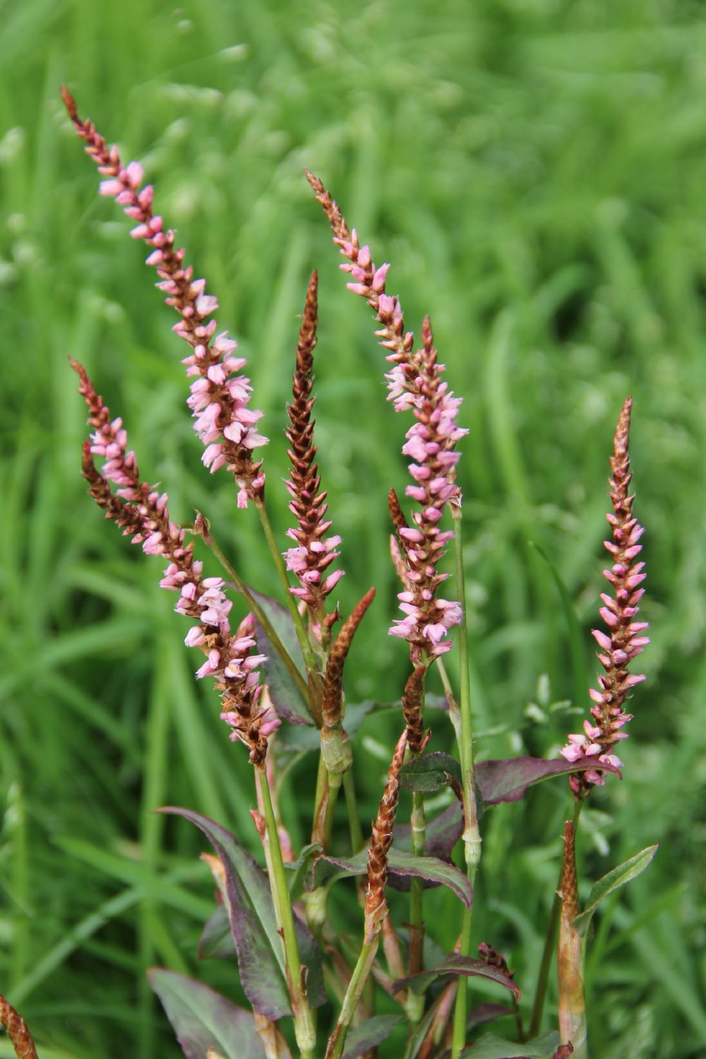 Bistorta amplexicaulis 'Pink Elephant' Kerzenknöterich