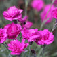 Dianthus plumarius 'Warden Hybrid' Garten-Feder-Nelke