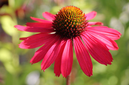 Echinacea 'Glowing Dream' Scheinsonnenhut