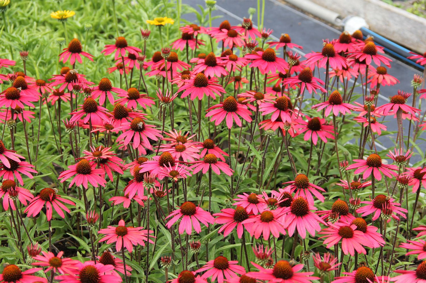 Echinacea 'Glowing Dream' ® (Scheinsonnenhut)