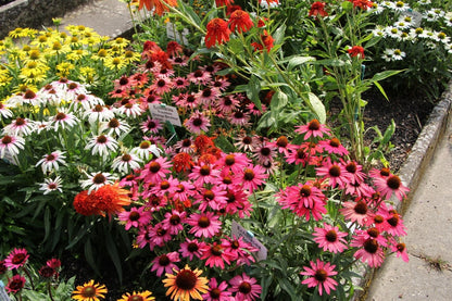 Echinacea 'Glowing Dream' ® (Scheinsonnenhut)