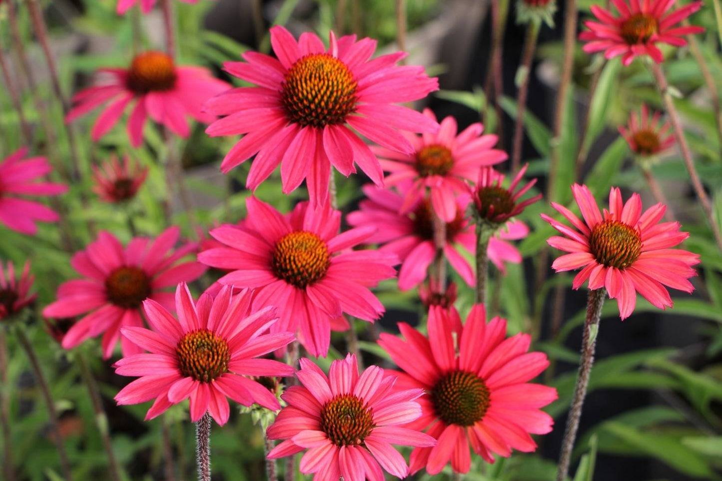 Echinacea 'Glowing Dream' ® (Scheinsonnenhut)