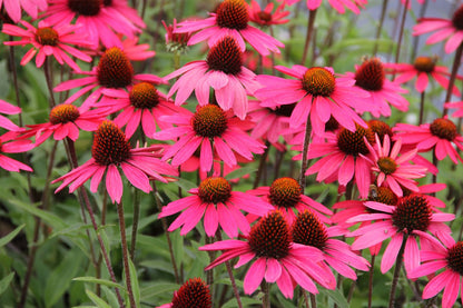 Echinacea 'Glowing Dream' ® (Scheinsonnenhut)