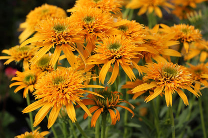 Echinacea 'Secret Glow' ® (Scheinsonnenhut)