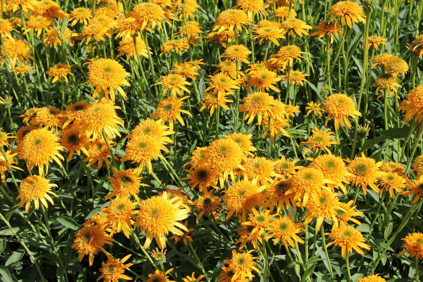 Echinacea 'Secret Glow' (Scheinsonnenhut)