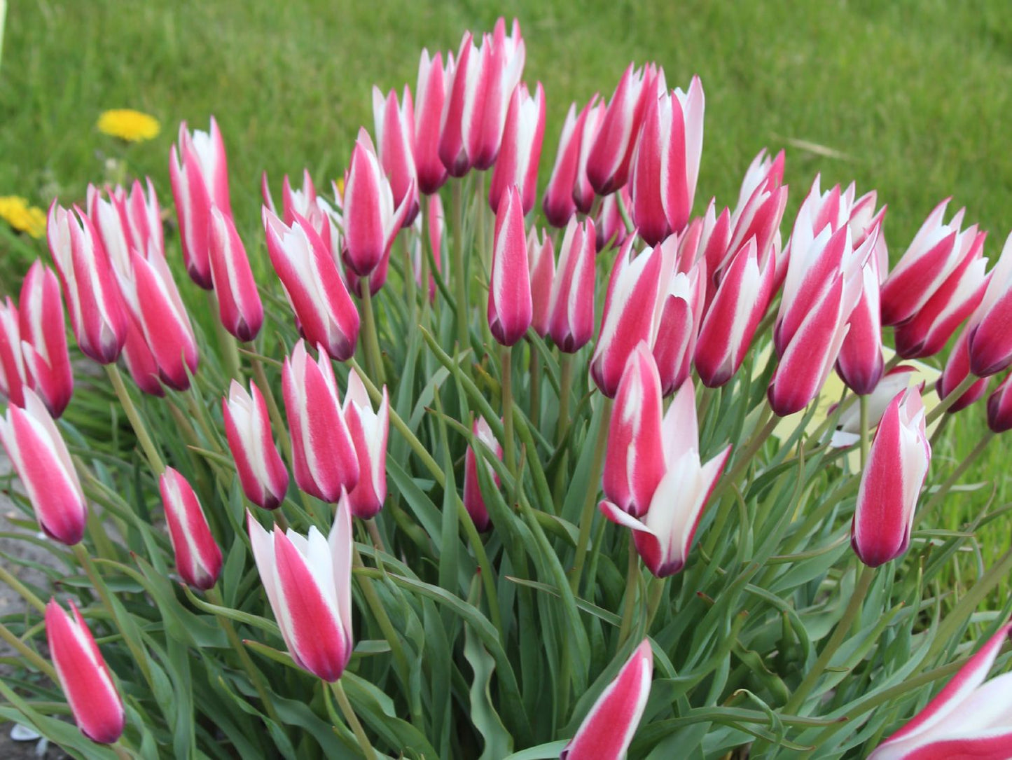 Tulipa clusiana 'Lady Jane' Damen-Tulpe