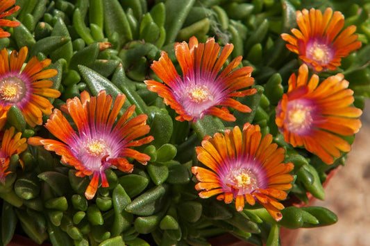 Delosperma 'Sundella Orange' Garten-Mittagsblume