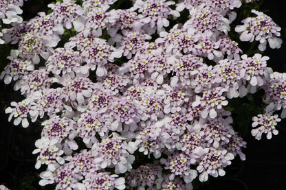 Iberis 'Pink Ice' Immergrüne Schleifenblume