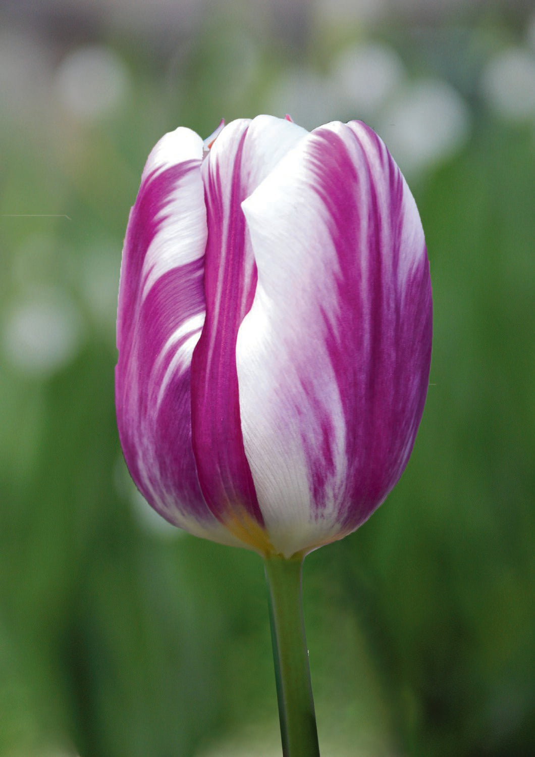 Tulipa 'Flaming Flag' Triumph-Tulpe