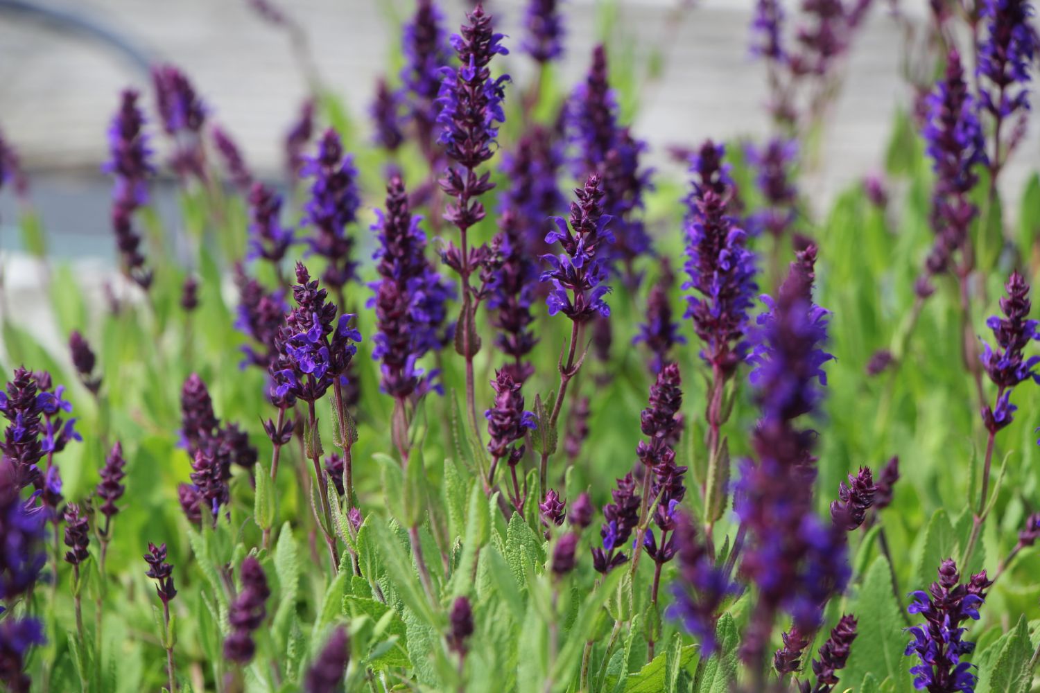 Salvia nemorosa 'Night Field' ® Ziersalbei