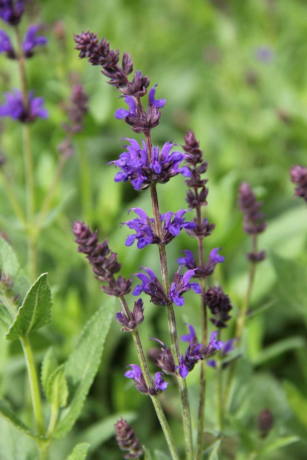 Salvia nemorosa 'Night Field' ® (Ziersalbei)