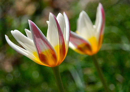 Tulipa kaufmanniana 'Ice Stick' Seerosen-Tulpe