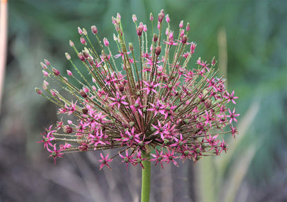 Allium 'Spider' Kugellauch | Zierlauch ’Spider‘