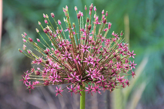 Allium 'Spider' ® Kugellauch | Zierlauch ’Spider‘ ®
