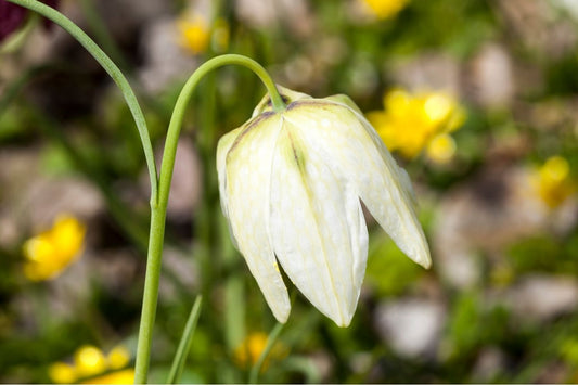 Fritillaria meleagris 'Alba' Weiße Schachbrettblume