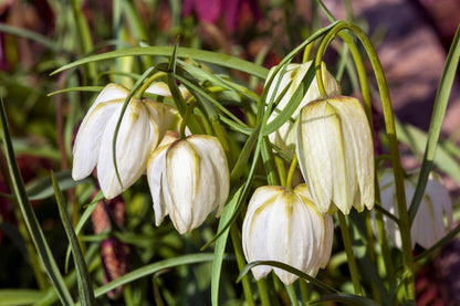Fritillaria meleagris 'Alba' (Weiße Schachbrettblume)
