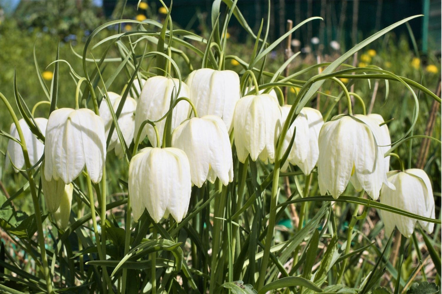 Fritillaria meleagris 'Alba' (Weiße Schachbrettblume)