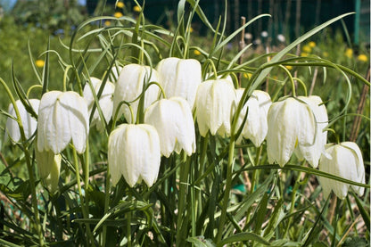 Fritillaria meleagris 'Alba' (Weiße Schachbrettblume)